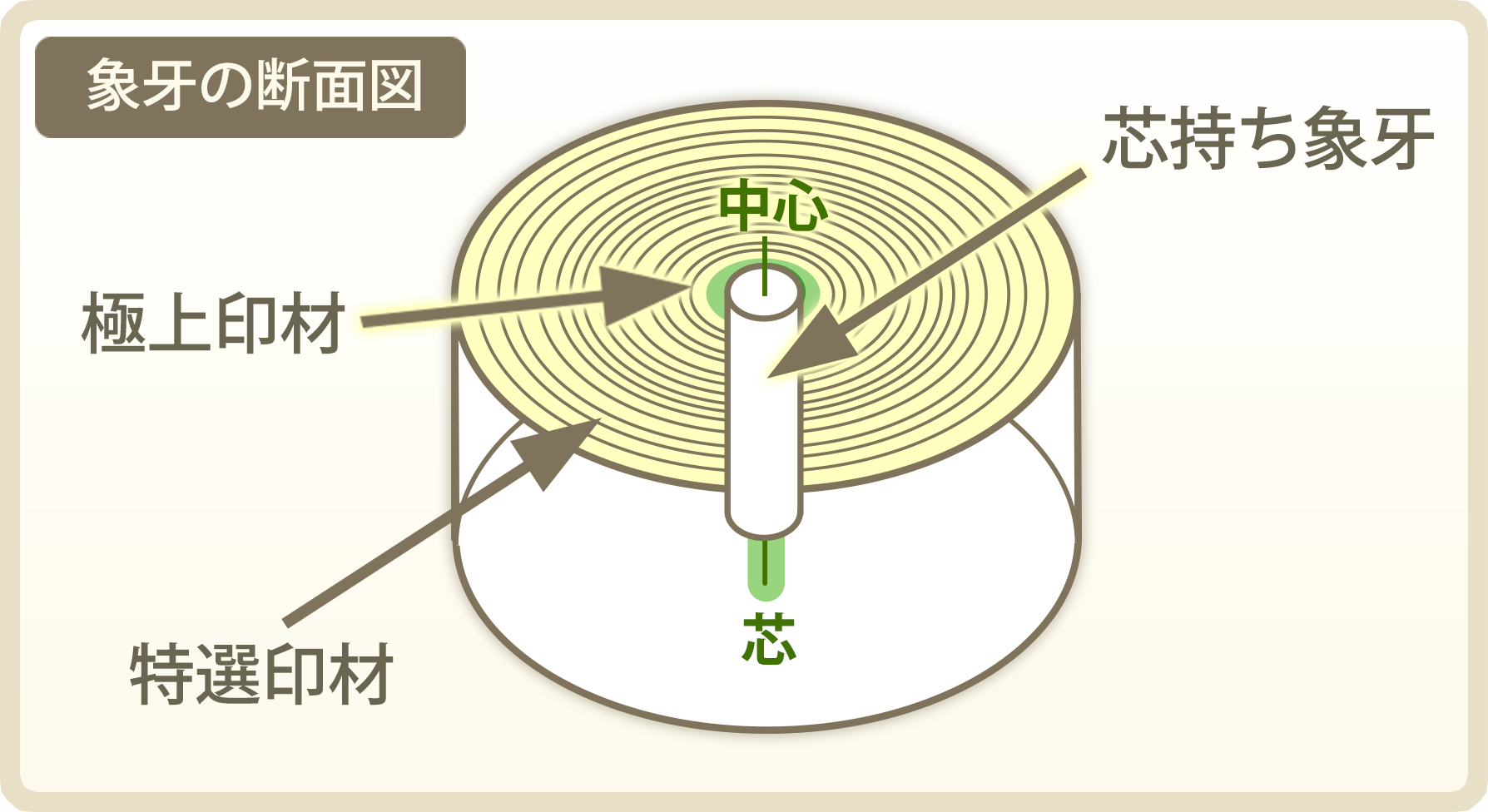 象牙の断面図